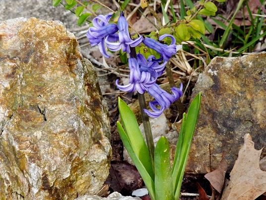 {Hyacinthus orientalis}